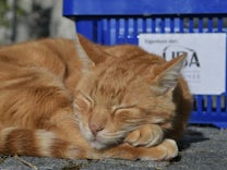 Berühmte Tiere: Die Augsburger Campus Cat ist tot