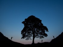 Nordengland: Berühmter Robin-Hood-Baum illegal gefällt