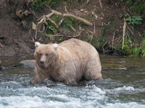 „Fat Bear Week“ in Alaska: Sieg für das gefräßige Mädchen