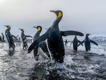Zoonosen: Die Vogelgrippe bedroht die Antarktis