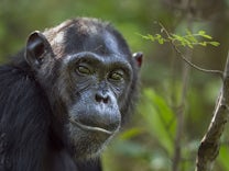 Tiere: Schimpansen-Omas stellen Großmutter-Hypothese infrage