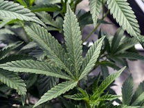 Legalisierungspläne: Bundesregierung will größere Cannabismengen erlauben
