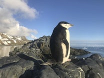 Biologie: Warum manche Pinguine 10 000 Mal am Tag schlafen