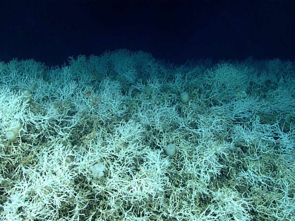 Ökologie: Riesiges Kaltwasser-Korallenriff vor US-Ostküste entdeckt
