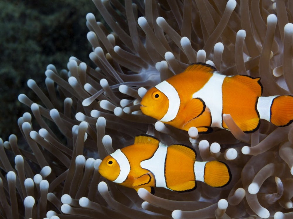 Tiere: Können Clownfische zählen?