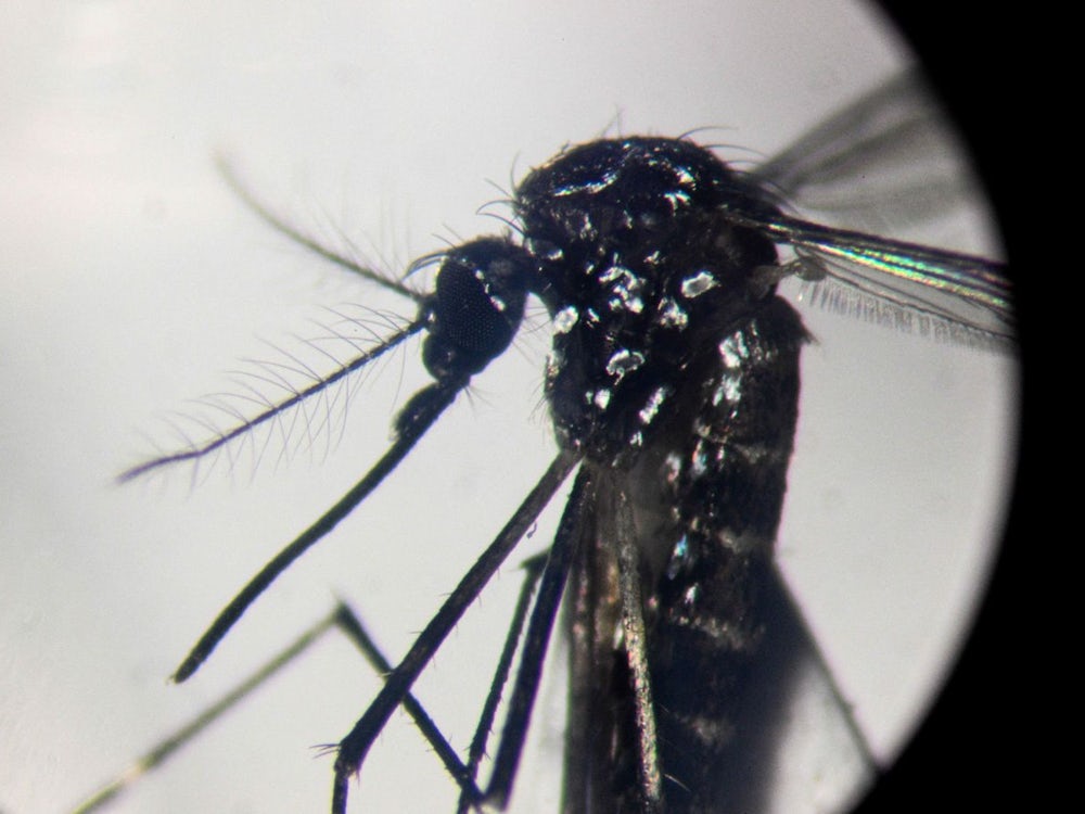 Dengue-Fieber: Ein Virus erobert die Welt