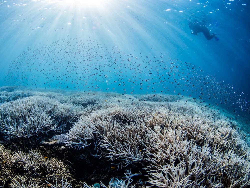Great Barrier Reef: Können Korallen in tiefem Wasser den Klimawandel überleben?