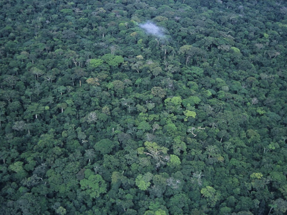 Umweltschutz: Kahlschlag der Wälder, aber mit Gütesiegel