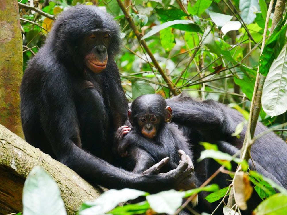 Tiere: Essen und Sex statt Gewalt: Was sich der Mensch von Bonobos abschauen könnte...