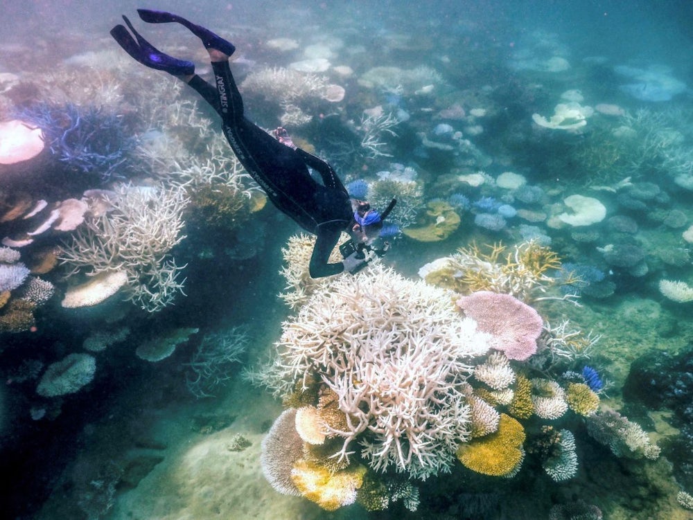 Klimakrise: Statt bunter Korallen nur noch Skelette...
