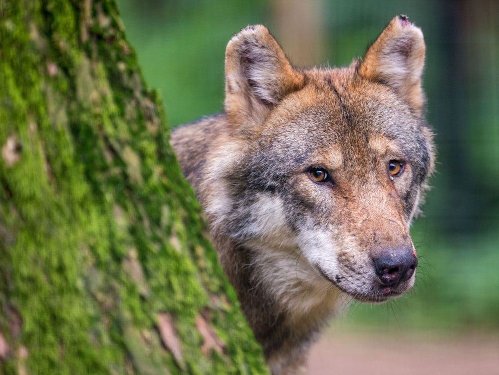 Artenschutz: Abschuss von Wölfen soll erleichtert werden