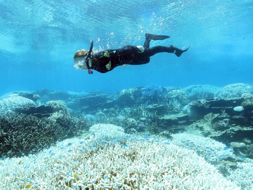 Globale Korallenbleiche: Die Menschheit hat die Kontrolle verloren
