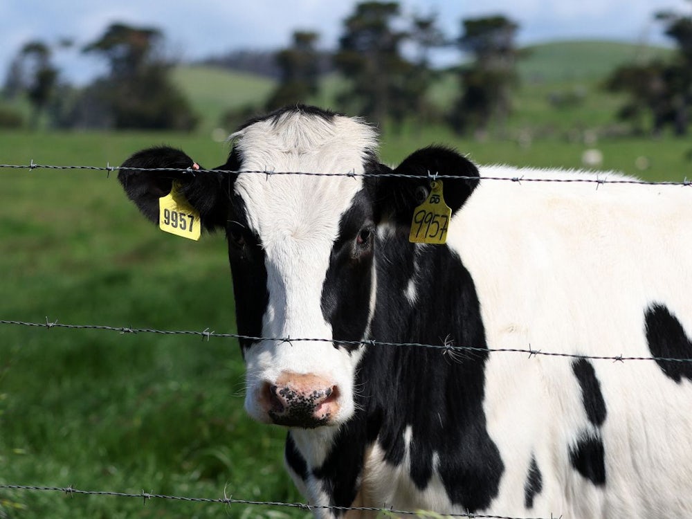 USA: Vogelgrippe: Womöglich mehr Kühe infiziert als bekannt