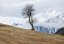 Einzelner Baum vor schneebedeckten Bergen auf schneelosem Berghang
