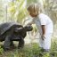 Ein Kleinkind streichelt eine Schildkröte.