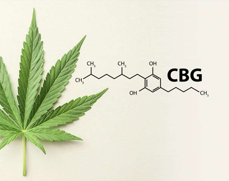 Cannabigerol: Welche Wirkung hat das Cannabinoid CBG?