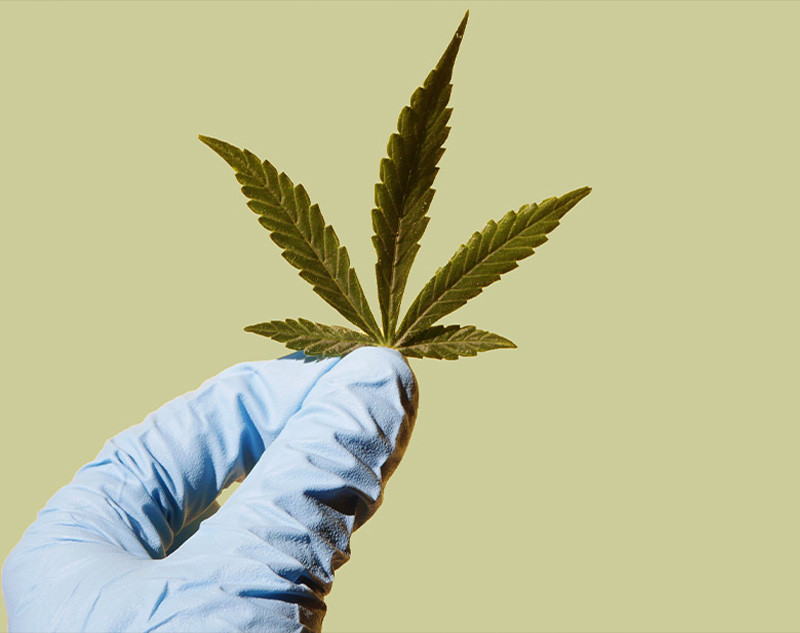 Cannabinoide: Das große Potenzial in der Cannabispflanze