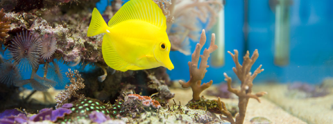 Kaufen Sie Futter für Ihr Aquarium oder Ihren Teich und sparen Sie dabei bis zu 43%