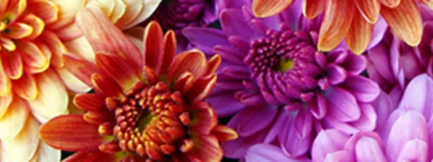Blume2000 Gutschein - Chrysanthemen mit bis zu 20% Rabatt shoppen