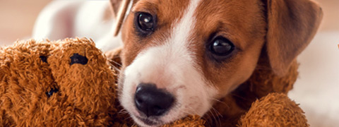 Probieraktionen für Hunde - Nass- & Trockenfutter oder Snacks mit satten Rabatten