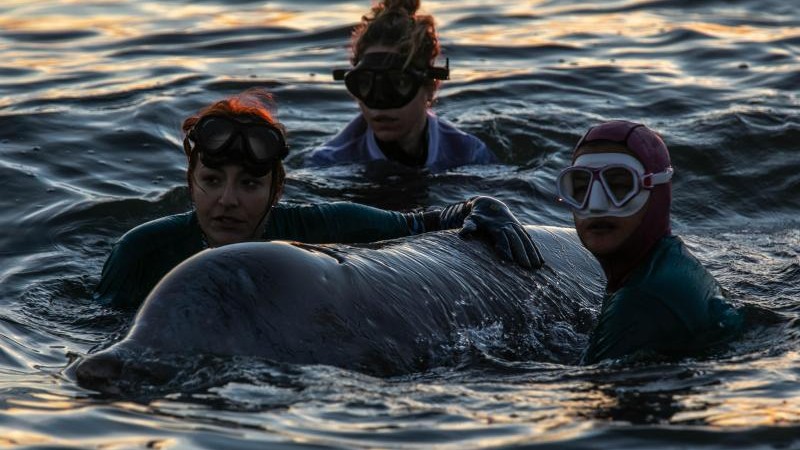 Umwelt – Hoffnung auf verletzten Schnabelwal vor der Küste Athens – Wissen