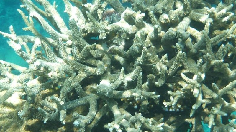 Klima – Great Barrier Reef erneut von Korallenbleiche bedroht – Wissen