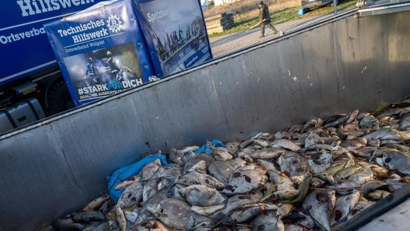 Umwelt – AfD-Bundestagsfraktion: Freigabe von Fischen nach Fischsterben prüfen – Erkenntnis