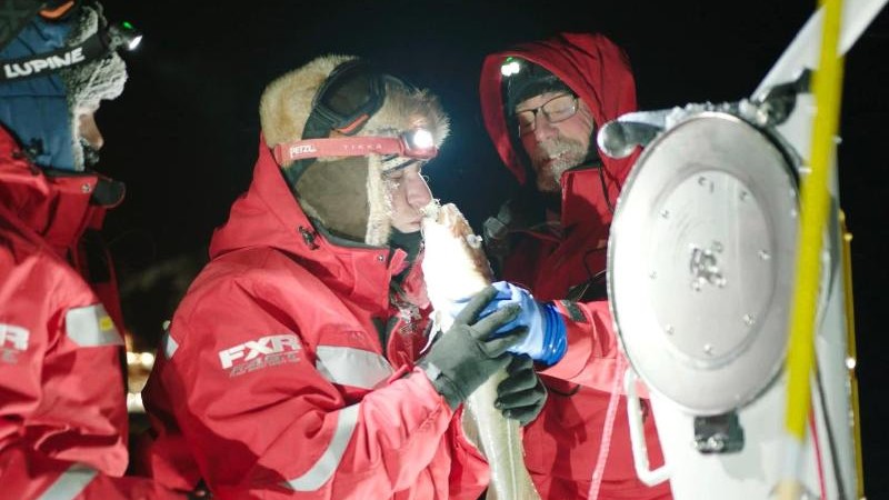 Wissenschaft – Kabeljau und Tintenfisch in der zentralen Arktis gefunden – Wissen