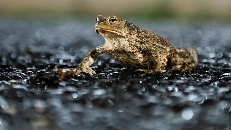 Umwelt – Wetzlar – Amphibienwanderung nimmt kaum Fahrt auf – Wissen