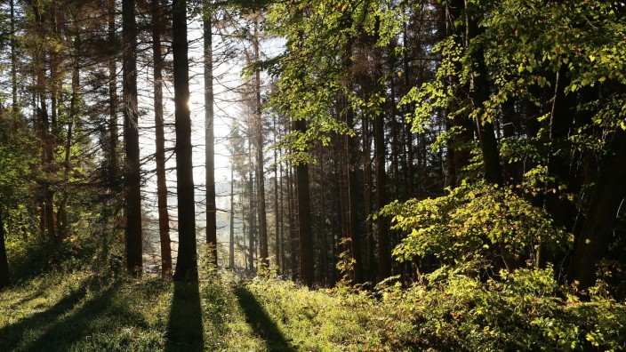 Naturschutz - Potsdam: Die Sonne scheint in einem Wald zwischen Bäumen hindurch. Foto: Matthias Bein/dpa-Zentralbild/ZB/Symbolbild