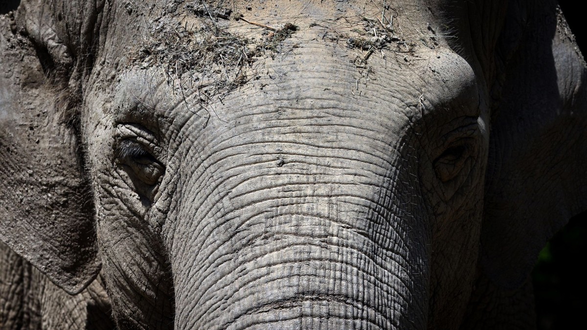 Animals – dead girlfriend: Germany’s oldest elephant is now alone – acquaintance