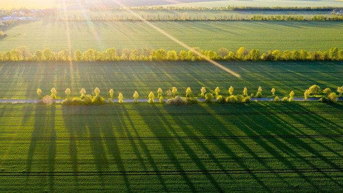 Wetter - Essen: Bäume werfen in der Morgensonne lange Schatten auf ein Feld. Foto: Jan Woitas/dpa-Zentralbild/dpa/Symbolbild