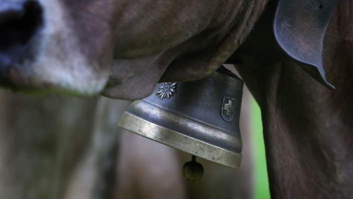 Tiere - Holzkirchen: Eine Glocke hängt auf einer Wiese bei um den Hals einer Kuh. Foto: picture alliance / dpa