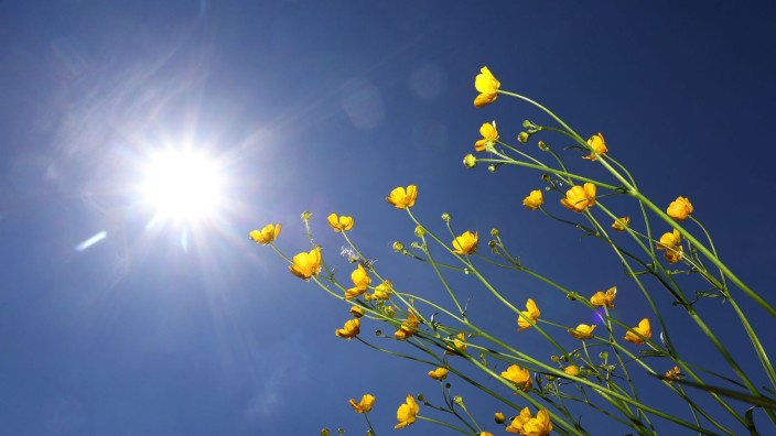 Wetter - : Butterblumen im Sonnenschein. Foto: Karl-Josef Hildenbrand/dpa/Symbolbild