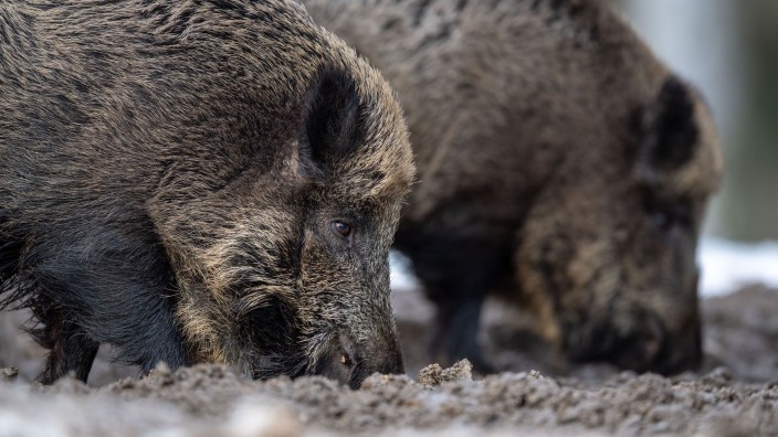 Tiere - Kamenz: Zwei Wildschweine wühlen bei der Futtersuche in einem Wald mit der Schnauze im Erdboden. Foto: Lino Mirgeler/dpa/Symbolbild
