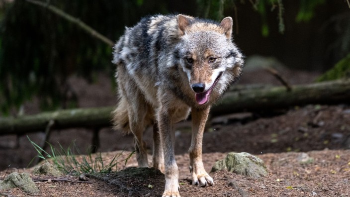 Kabinett - Poing: Ein Wolf spaziert durch ein Gehege. Foto: Armin Weigel/dpa/Symbolbild