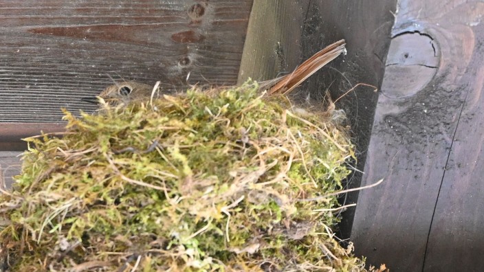 Tiere - Albig: Ein Hausrotschwanz-Weibchen brütet im Nest unter einem Hausdach. Foto: Peter Zschunke/dpa-Zentralbild/dpa/Symbolbild