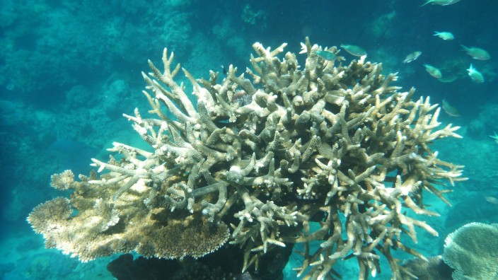 Forschung - Bremen: Korallen am Great Barrier Reef, die von der Korallenbleiche betroffen sind, vor der Küste von Cairns. Foto: Daniel Naupold/dpa/Archivbild