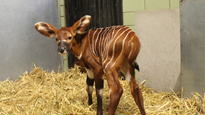 Tiere - Duisburg: Eine kleine Bongo-Antilope steht wenige Tage nach ihrer Geburt im Stall. Foto: Zoo Duisburg/dpa