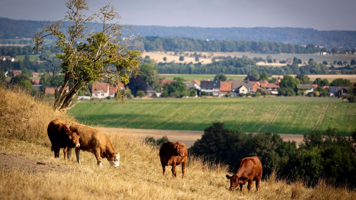 Agrar - Aulendorf: Rinder stehen bei sonnigem Wetter auf einer Weide in der Region Hannover. Foto: Moritz Frankenberg/dpa