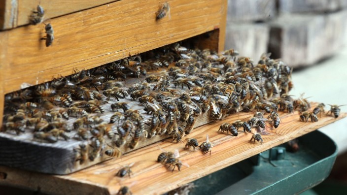 Tiere - Neusorg: Unzählige Honigbienen haben sich vor dem Flugloch einer Beute gesammelt. Foto: Wolfgang Kumm/dpa/Symbolbild