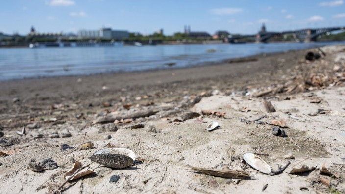 Schifffahrt - Mainz: Muscheln liegen auf dem Strand, der durch das Niedrigwasser des Rheins freigegeben ist. Foto: Hannes P. Albert/dpa