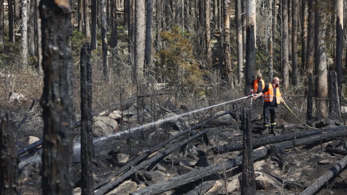 Brände - Wernigerode: Verbranntes Holz liegt in den Wäldern des Einsatzgebietes. Foto: Matthias Bein/dpa