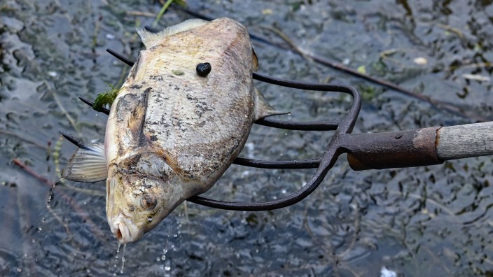 Umwelt - : Ein toter Fisch wird aus dem Wasser des deutsch-polnischen Grenzflusses Oder geborgen. Foto: Patrick Pleul/dpa