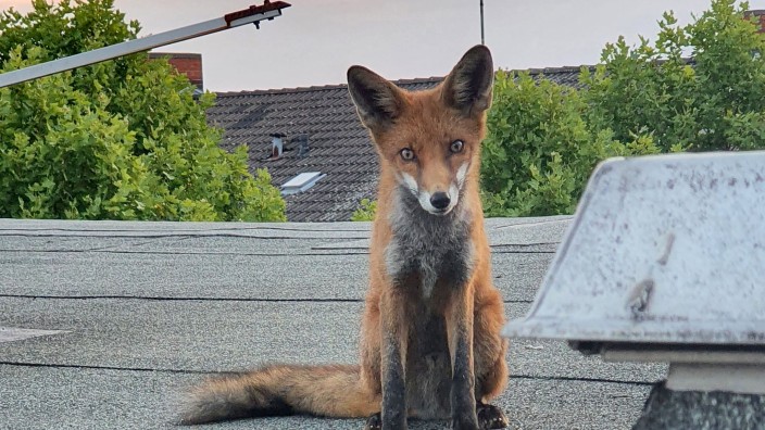 Tiere - Berlin: Ein junger Fuchs sitzt auf einem Dach in Charlottenburg. Foto: Polizei Berlin/dpa