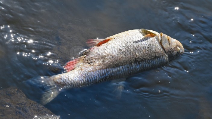 Umwelt - : Ein toter Fisch liegt auf Steinen im flachen Wasser des deutsch-polnischen Grenzflusses Oder. Foto: Patrick Pleul/dpa
