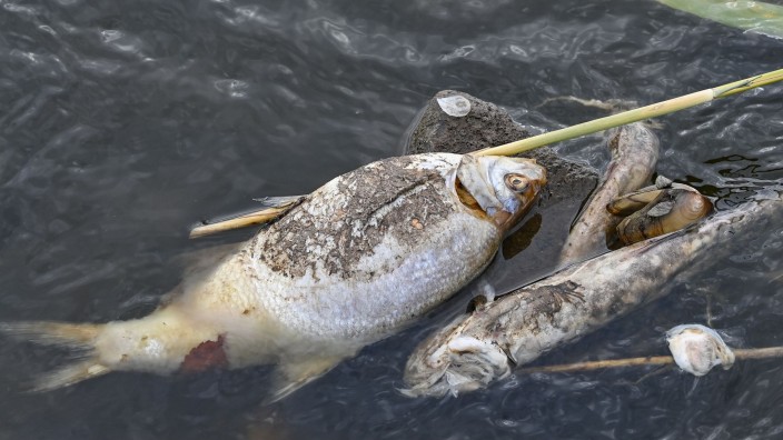 Umwelt - Schwerin: Tote Fische liegen auf Steinen im flachen Wasser des deutsch-polnischen Grenzflusses Oder. Foto: Patrick Pleul/dpa/Archivbild
