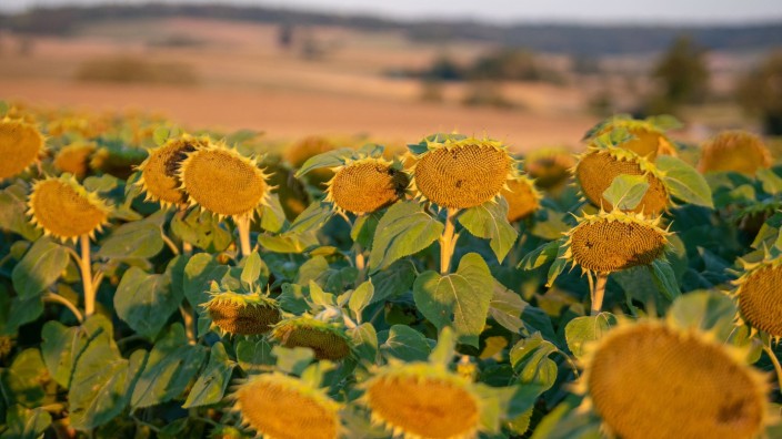 Wetter - München: Sonnenblumen stehen auf einem Feld. Foto: Stefan Puchner/dpa/Archivbild