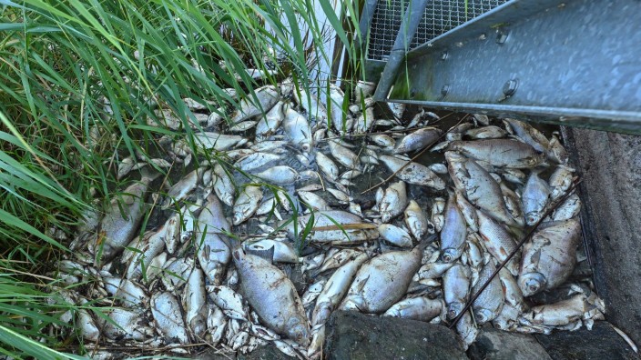 Tiere - Altwarp: Tote Fische haben sich an einem Wehr im Grenzfluss Westoder, nahe dem Abzweig vom Hauptfluss Oder, auf der Wasseroberfläche gesammelt. Foto: Patrick Pleul/dpa