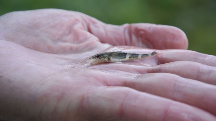Tiere - Landau an der Isar: 2000 Exemplare eines sehr seltenen Fisches sind ausgewildert worden. Foto: Steffi Schütze/LFV/dpa/Archivbild